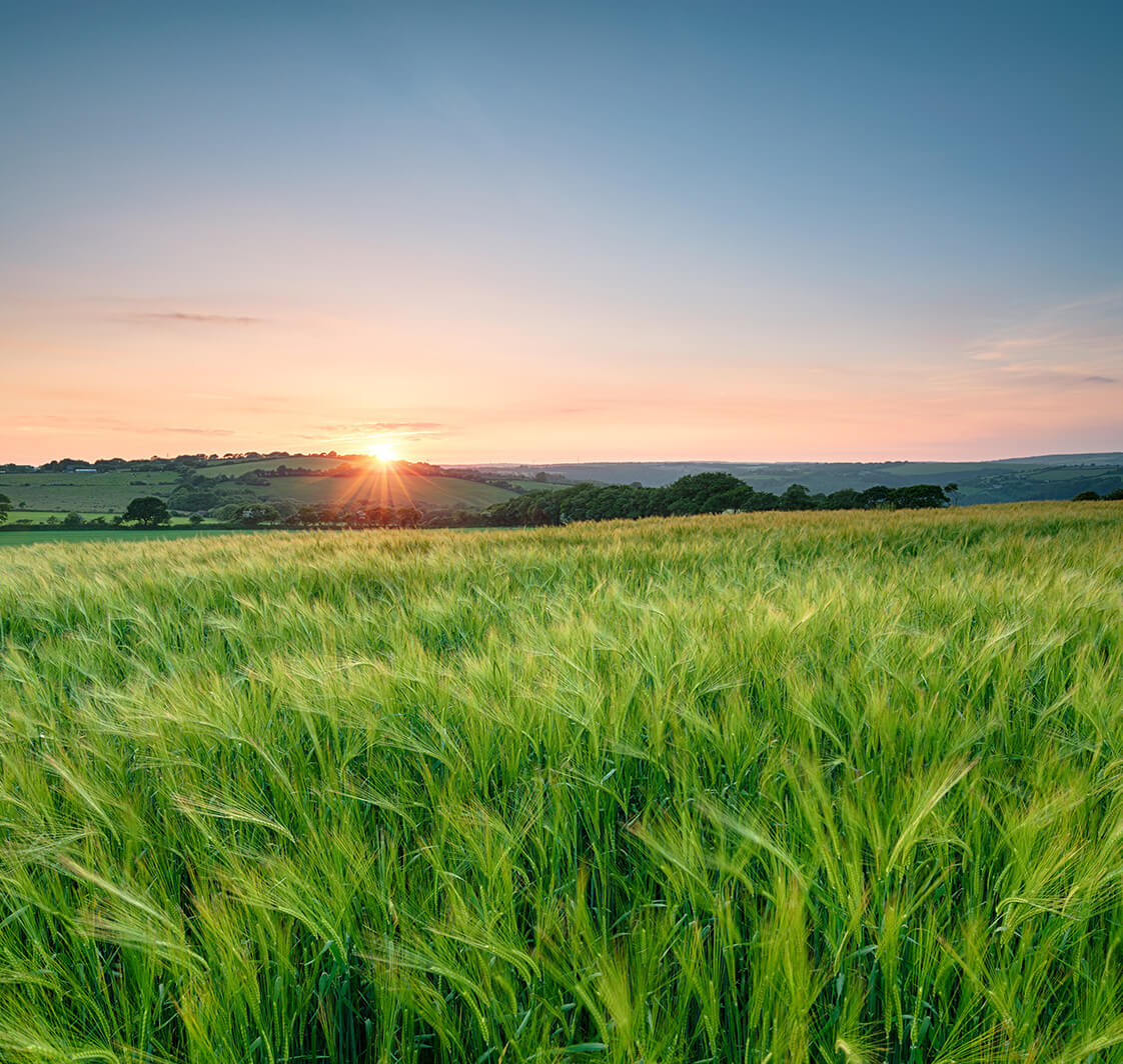 Green fields